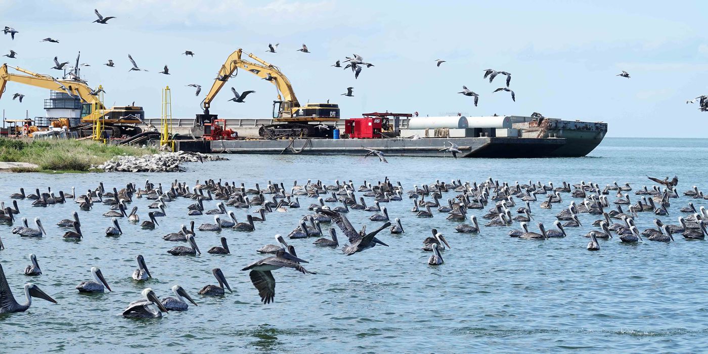Brown pelicans near construction equipment being used on the Queen Bess restoration