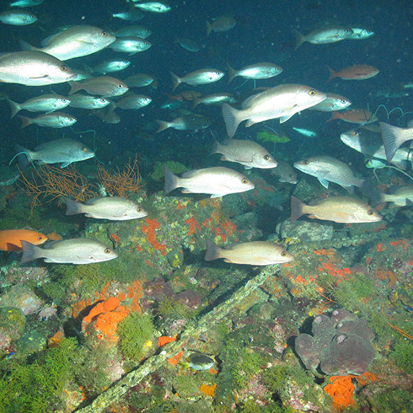 an anchor chain stretched across a reef, with fish swimming around it