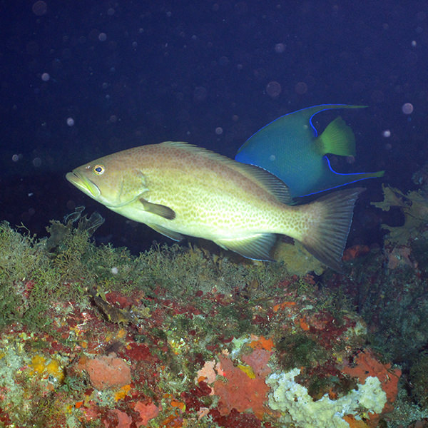 scamp swimming above a coral reef