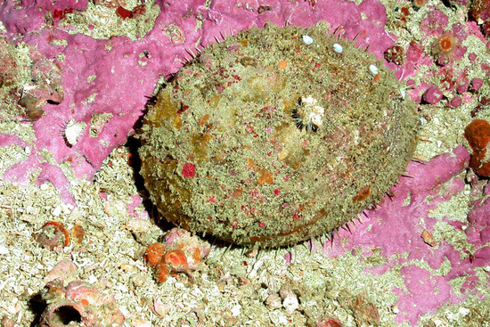 White abalone