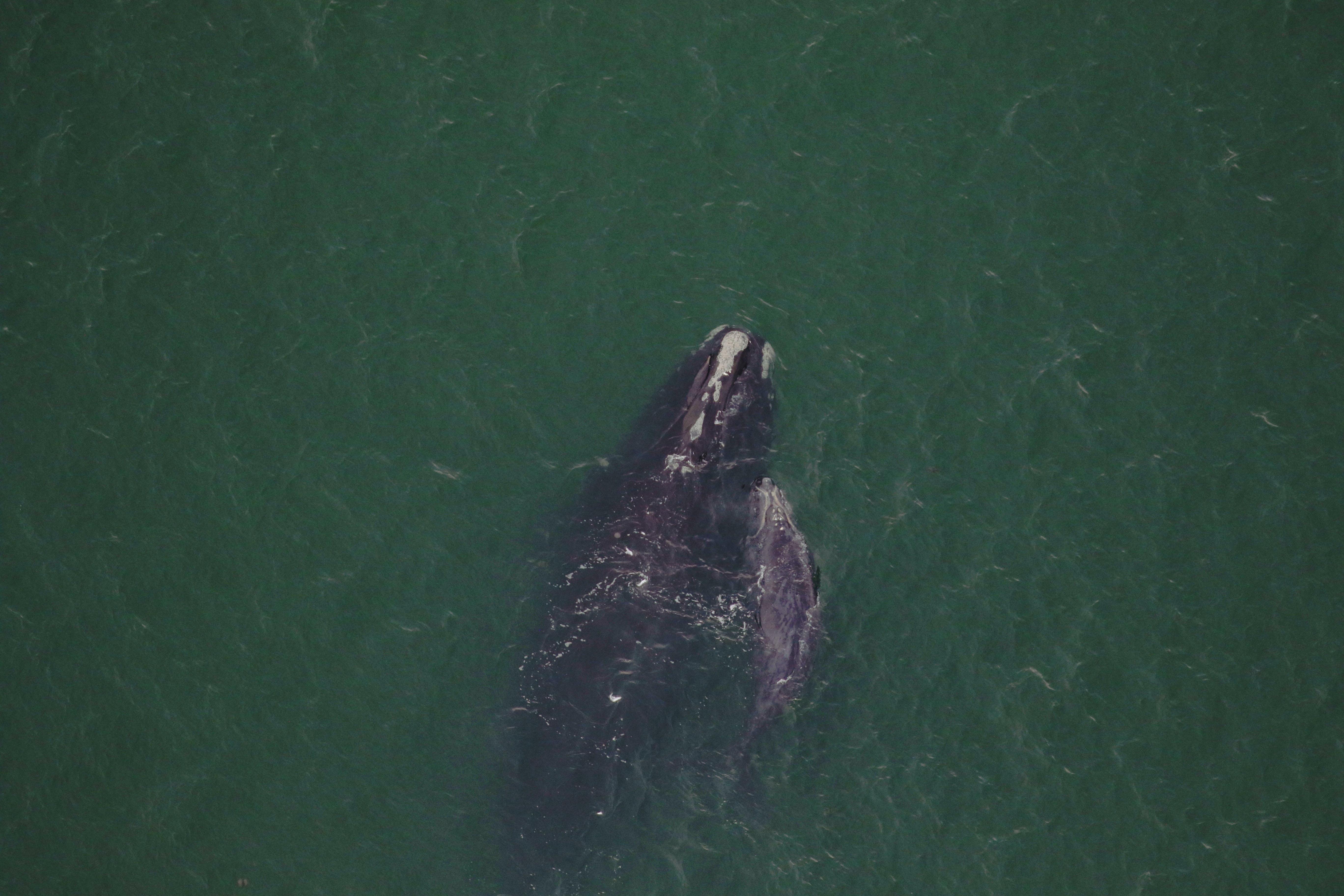 North Atlantic right whale #3904 and calf