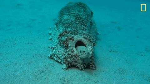 GIF of a sea cucumber pooping out a sediment log