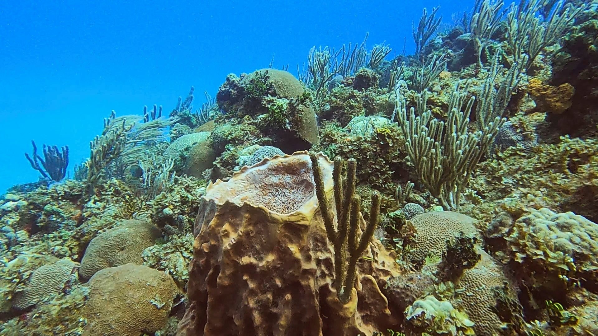 A view of a coral colony on the coast of Havana, Cuba, March 28, 2021. (REUTERS Photo)