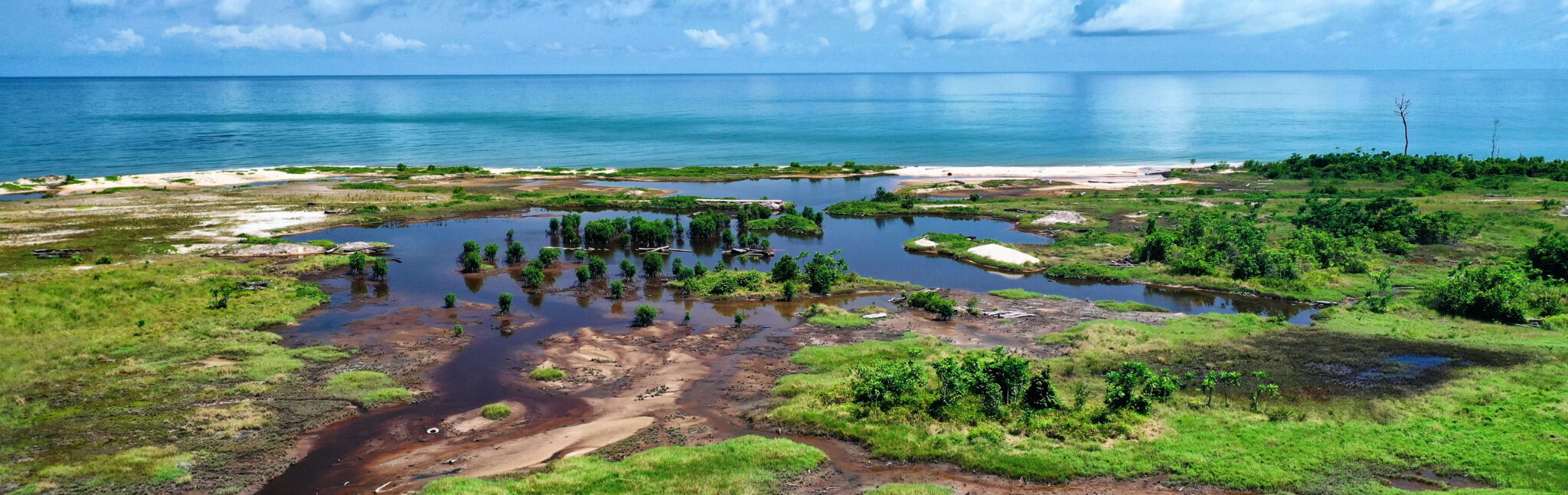 Coastal News Today | World - Gabon's mangroves stand among the world's tallest but face threats - Vimarsana News