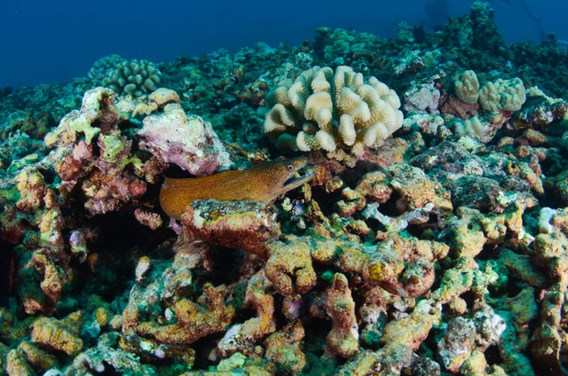 Coastal News Today | Arctic - Surprise in the deep sea - Vimarsana News