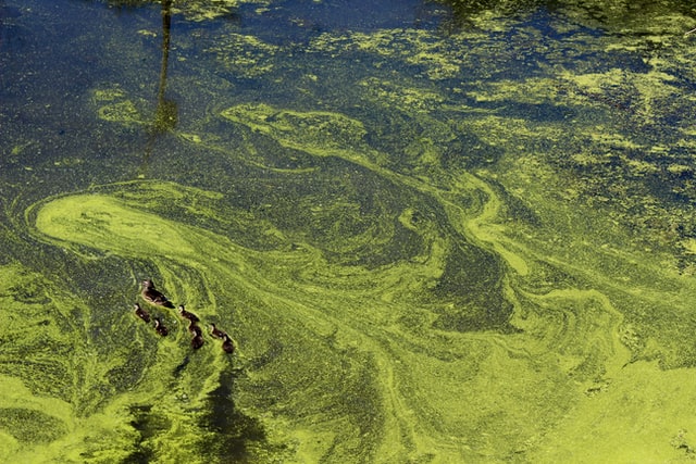 Coastal News Today | FL - Palm Beach County has most toxic algae blooms, test results find - Vimarsana News