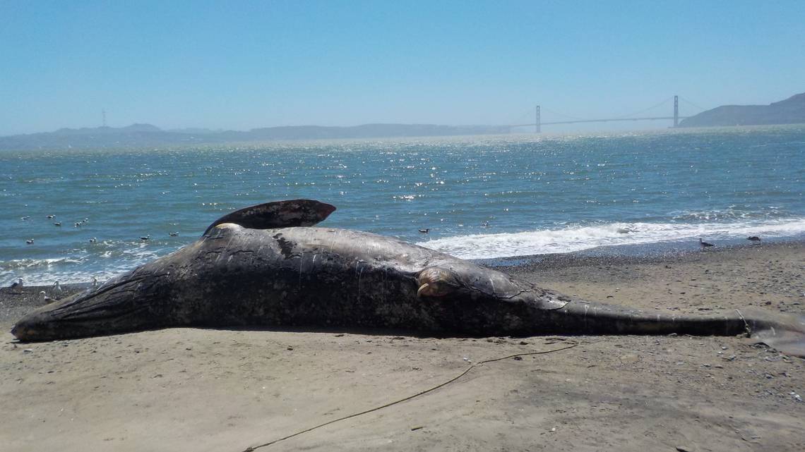 Coastal News Today | CA - Three more dead whales wash up in San Francisco Bay, bringing total to nine - Vimarsana News