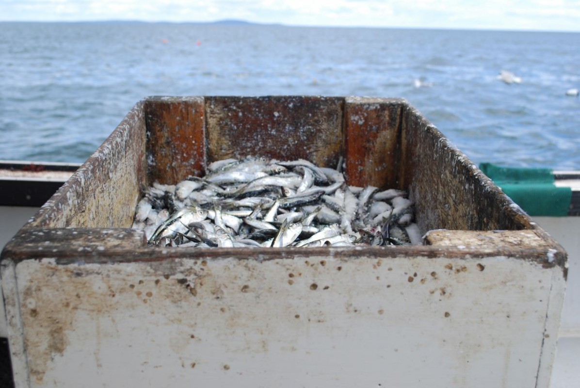 Coastal News Today | ME - Years of tight herring quotas have lobstermen using new baits - Vimarsana News