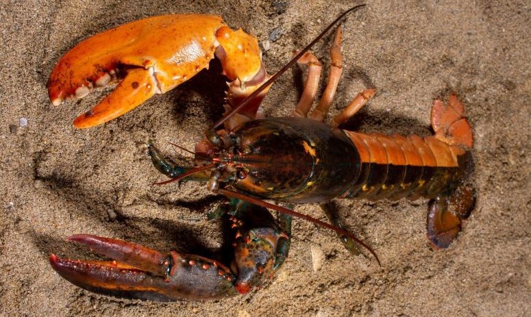 Coastal News Today | ME - Rare split-colored lobster donated to University of New England's Marine Science Center - Vimarsana News