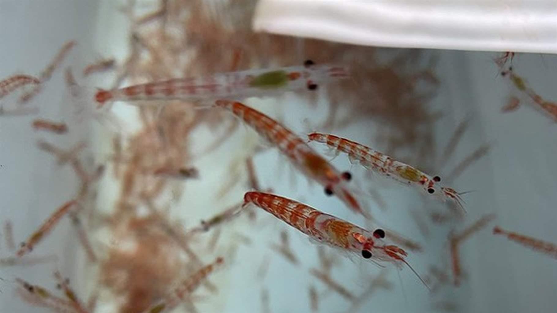 Coastal News Today | Int'l - Antarctica's Tiny Giants: Photos From a Creature-Filled Krill Expedition - Vimarsana News