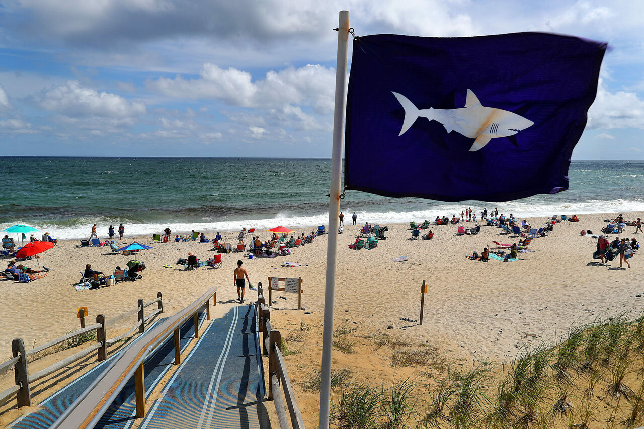 Coastal News Today | MA - In Cape Cod's 'Sharky' Waters, Humans Learn to Coexist with an Apex Predator - Vimarsana News
