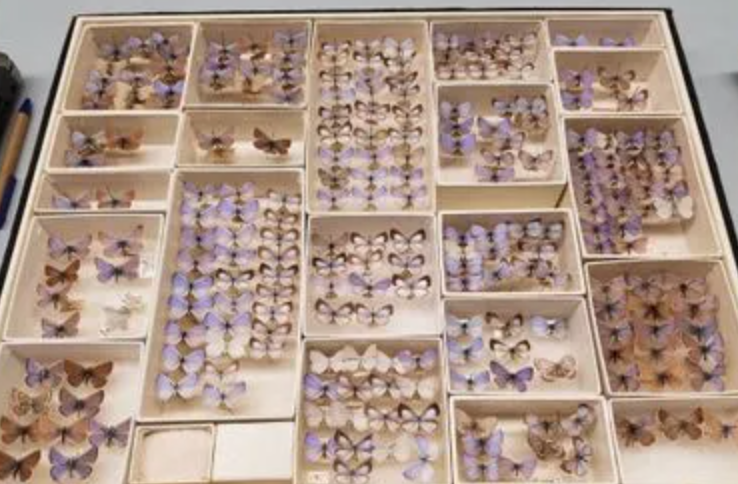 Coastal News Today | US - This butterfly was the first to go extinct in the US because of humans - Vimarsana News