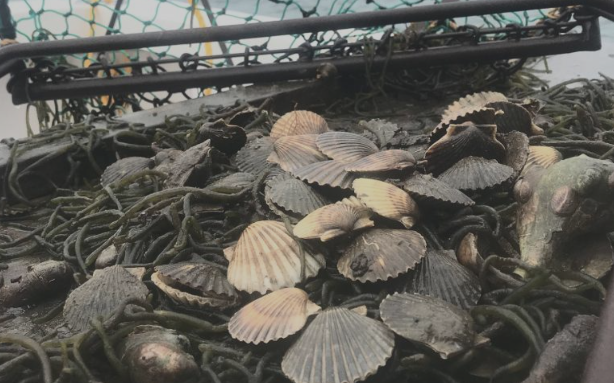 Coastal News Today | NY - Scallop Disaster Declared, But Some Hope for 2022 - Vimarsana News