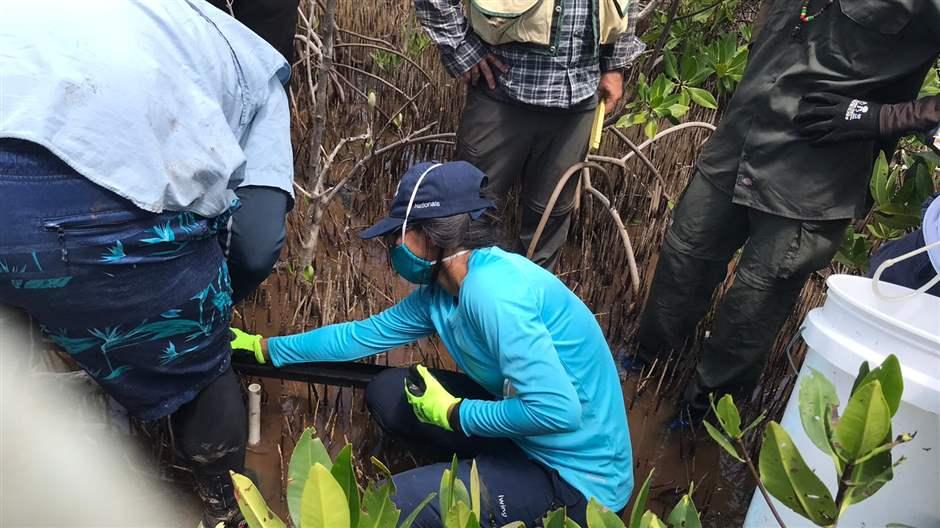 Pew’s Stacy Baez takes soil samples from a mangrove forest