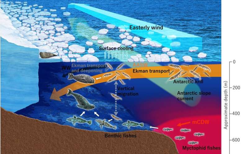 Antarctic oceanographers use seals to do research where ships fear to go