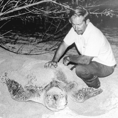 TOP: Charles LeBuff inspects a loggerhead turtle while she nests. ABOVE: Leaders from some of the Caretta Research Inc. units, circa 1978.