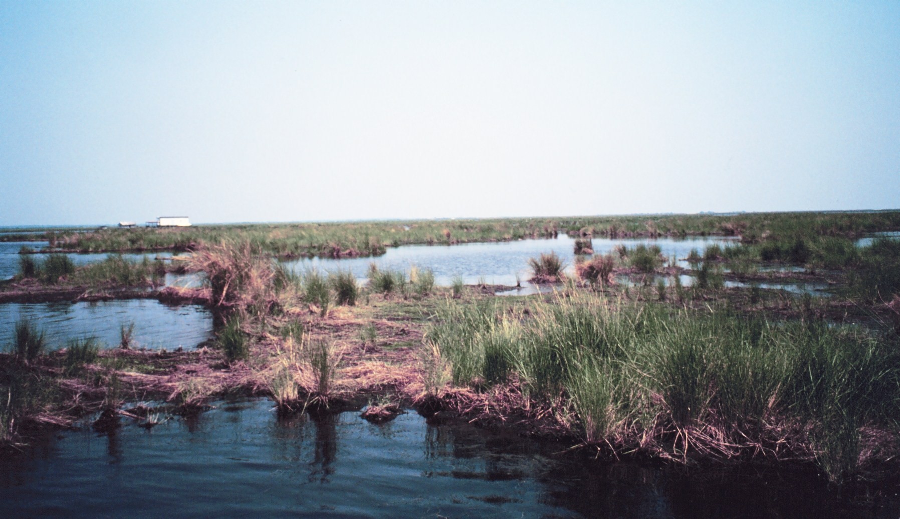 Deteriorating marsh