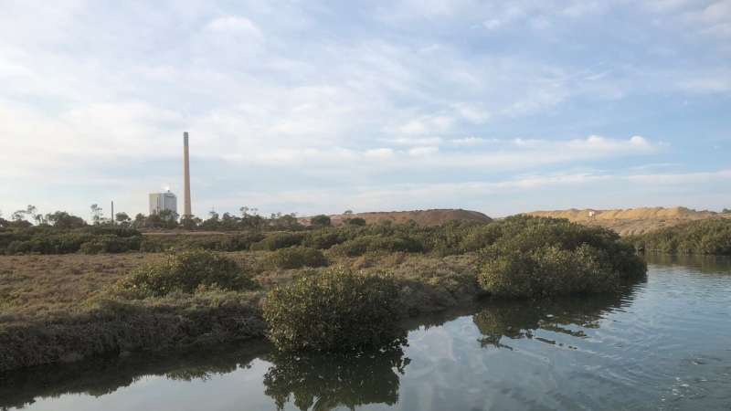 Mangroves: Environmental guardians of our coastline