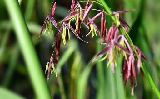 Close up view of a plant with thin purple pods hanging off.