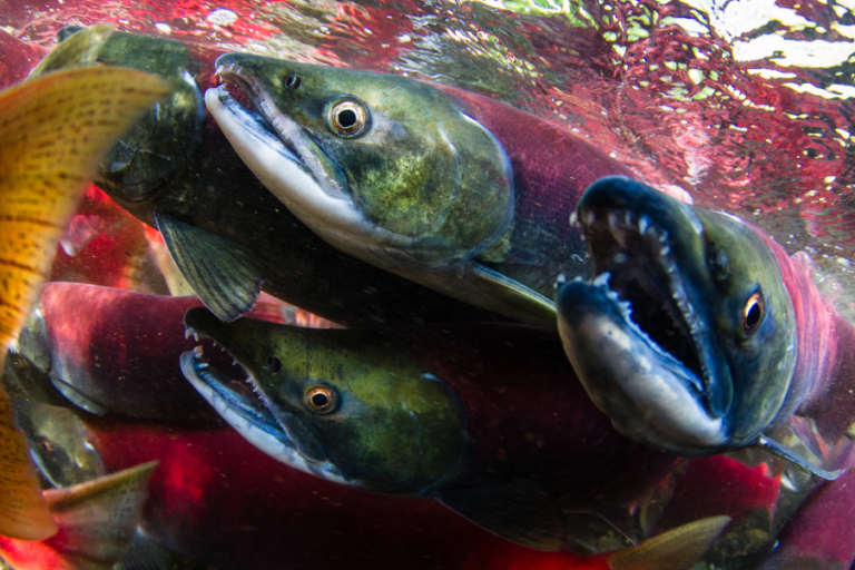 Every two years, adult pink salmon (Oncorhynchus gorbuscha) swim upstream from the oceans to the gravel beds of the many rivers and creeks where they lay eggs and die. After a few months, the eggs hatch and the young salmon, called smolts, make their way back to the open ocean. Image by Erector/Wikimedia Commons.
