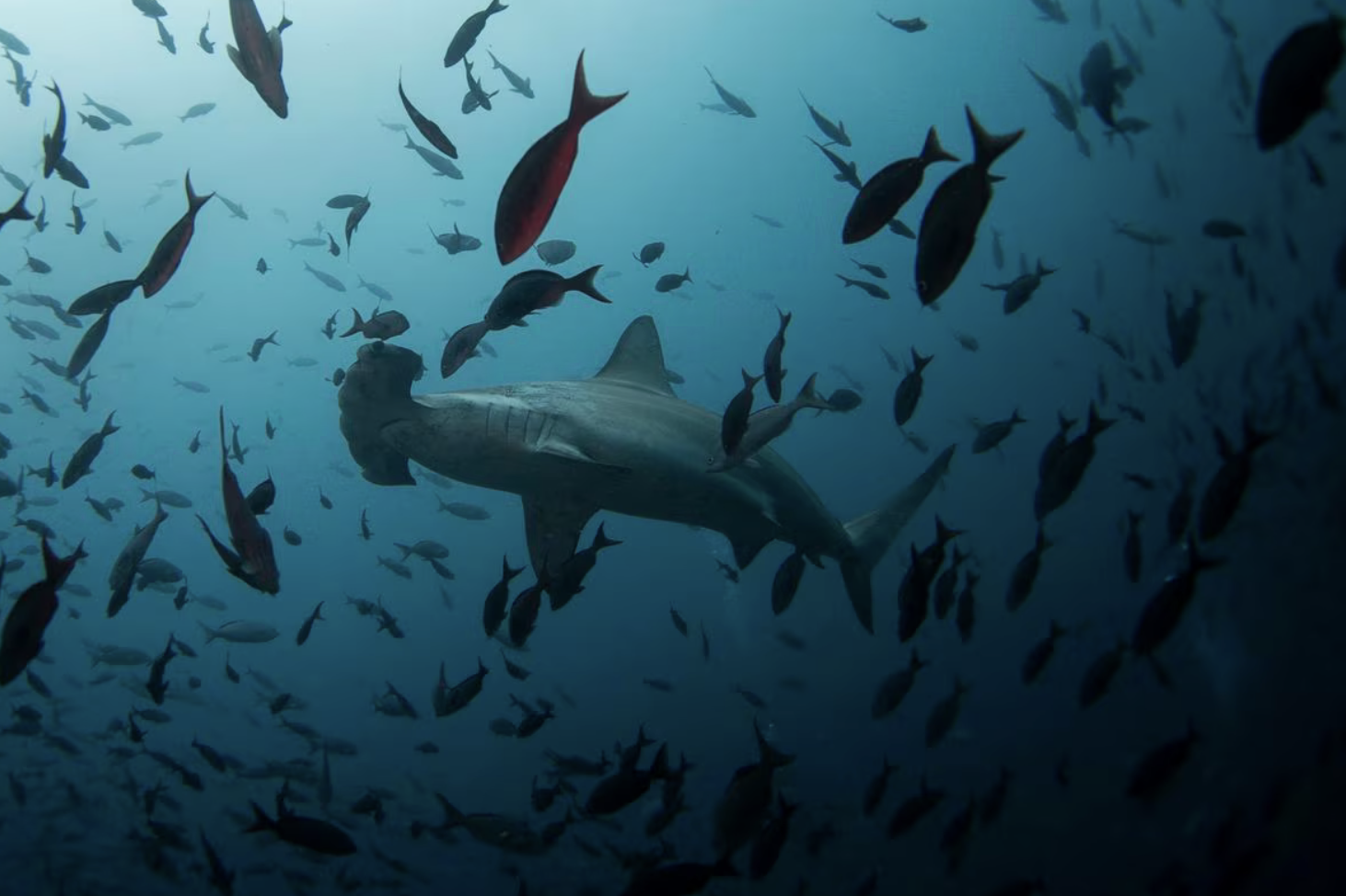 Coastal News Today | World - Kristin Rechberger: 'To save the oceans we need to map their true value, then share the wealth' - Vimarsana News