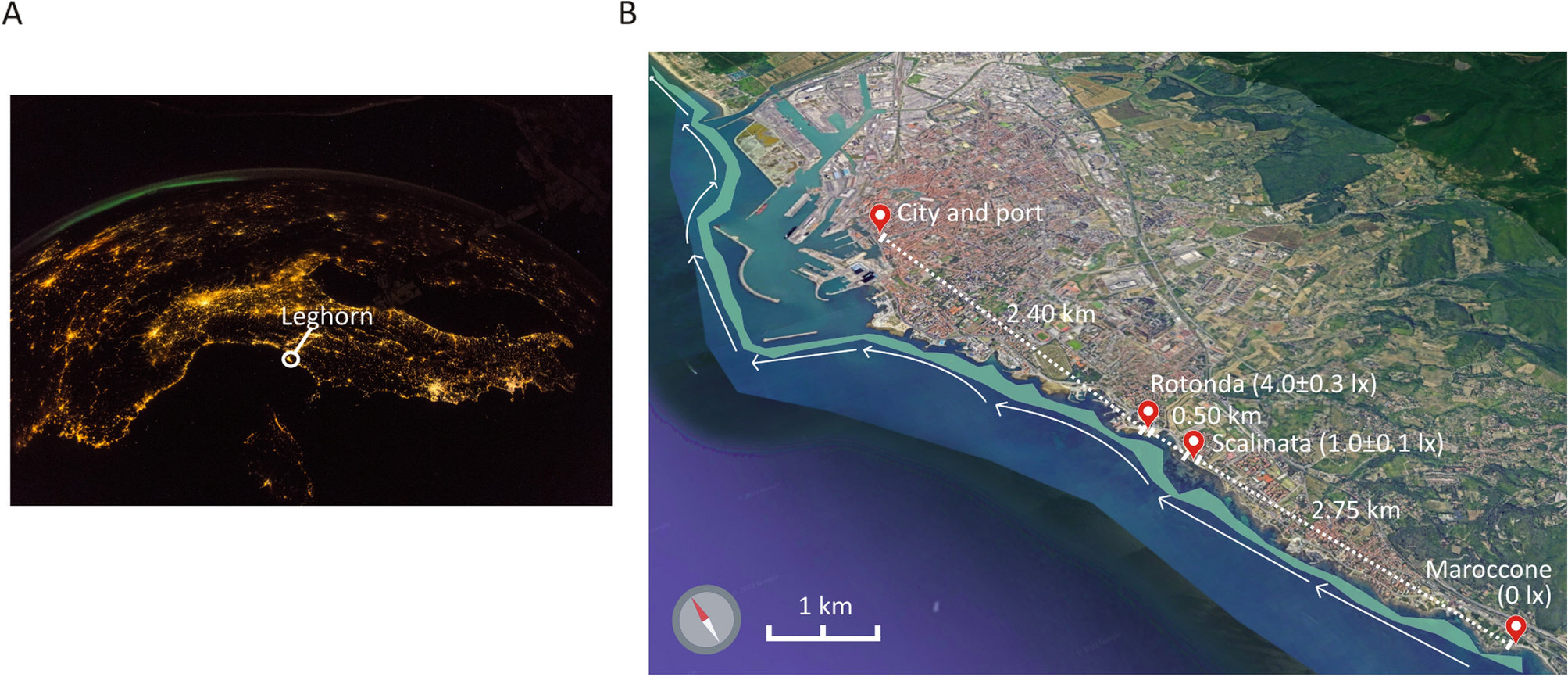 Coastal News Today | World - Dim artificial light at night alters gene expression rhythms and growth in a key seagrass species (Posidonia oceanica) - Vimarsana News