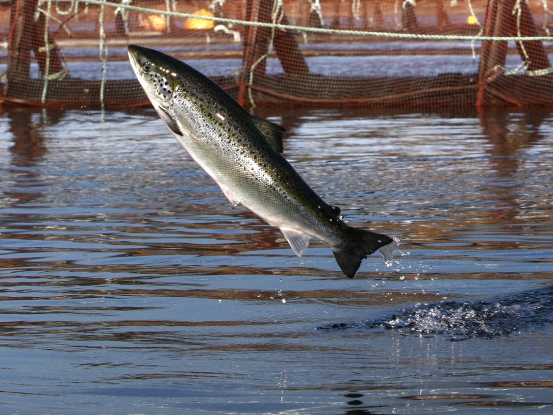 Coastal News Today | CAN - Opinion: The great salmon gamble — how Canada's push for land-based aquaculture foundered - Vimarsana News