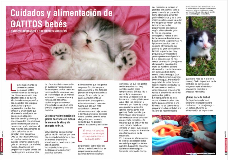 Cuidados y alimentación de gatitos bebés