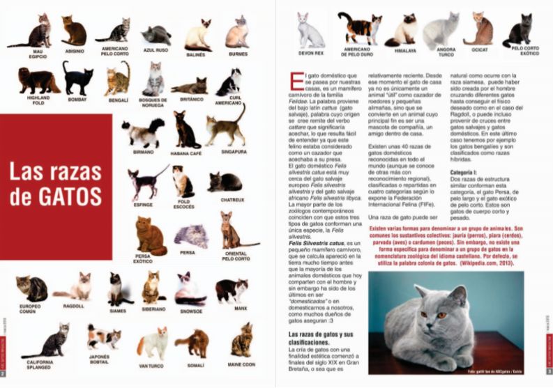 Las razas de gatos.