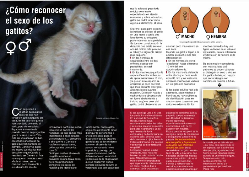 ¿Cómo reconocer el sexo de los gatitos?