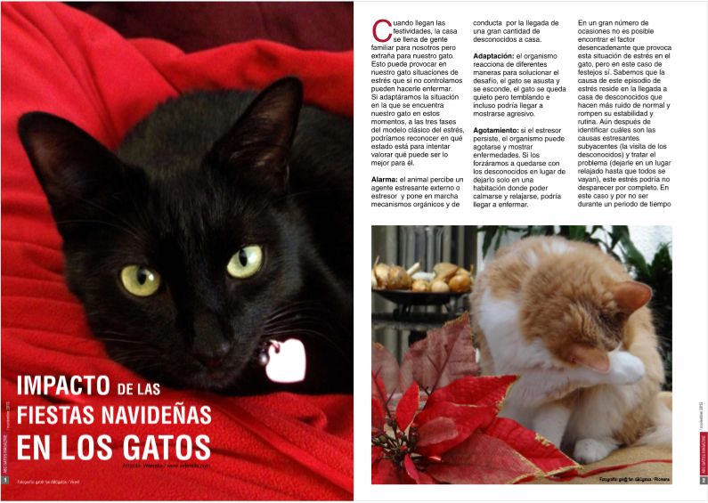 Impacto de las fiestas navideñas en los gatos.