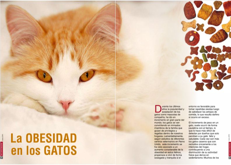 La obesidad en los gatos.