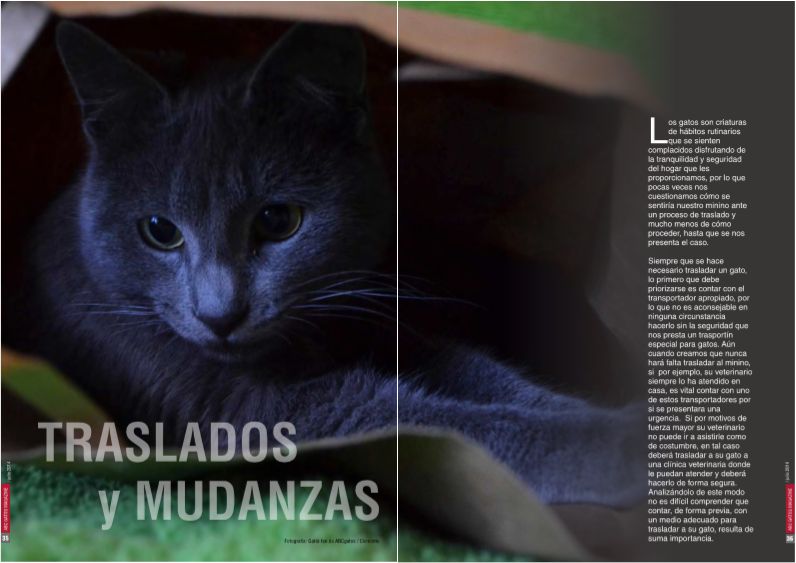 Traslados y mudanzas de gatos.