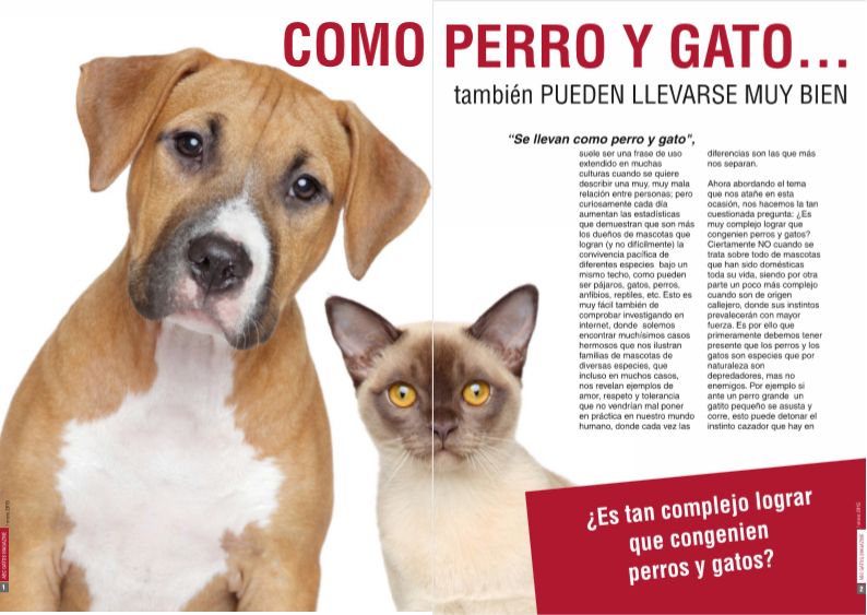 Perro y gato pueden llevarse bien.
