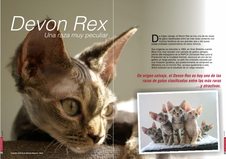 Los gatos Devon Rex una raza muy peculiar