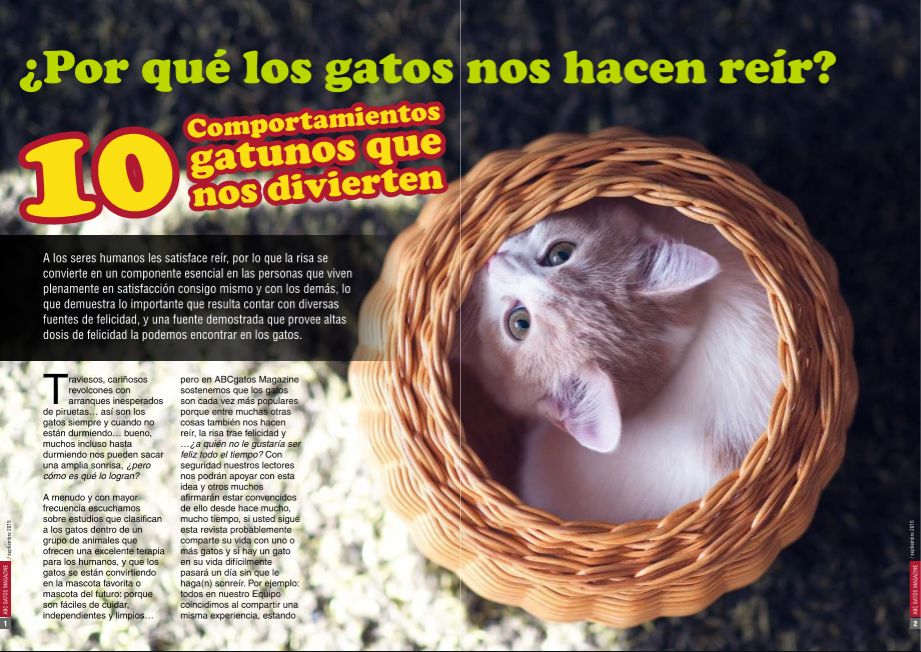 10 comportamientosde los gatos que nos divierten.