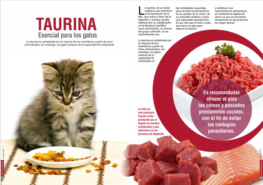 Taurina alimento esencial para los gatos.