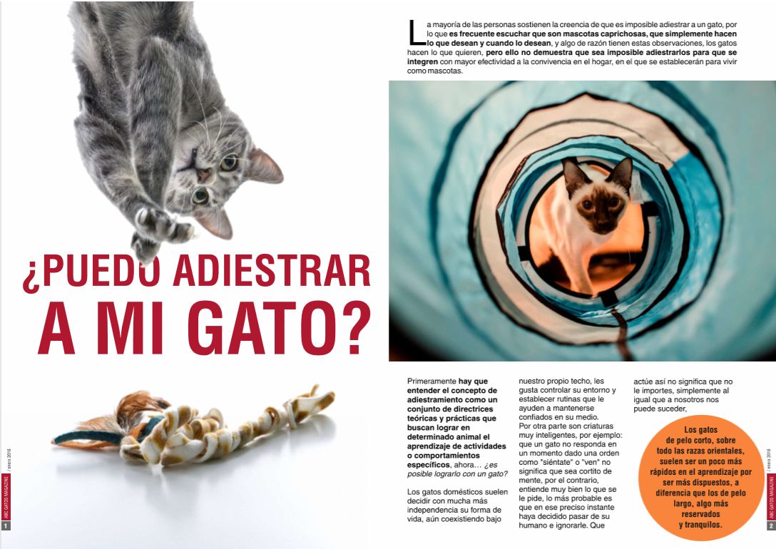 ¿Puedo adiestrar a mi gato?