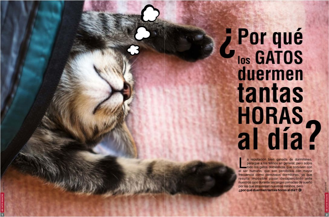 ¿Por qué los gatos duermen tantas horas al día?
