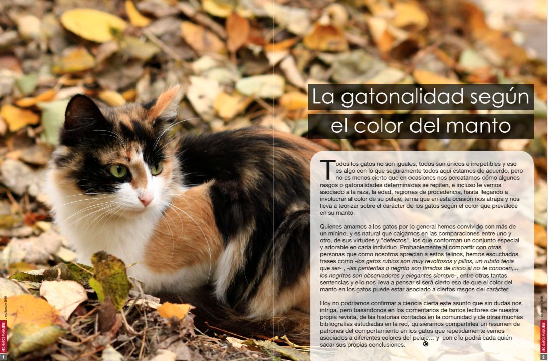 La gatonalidad según el color del manto del gato