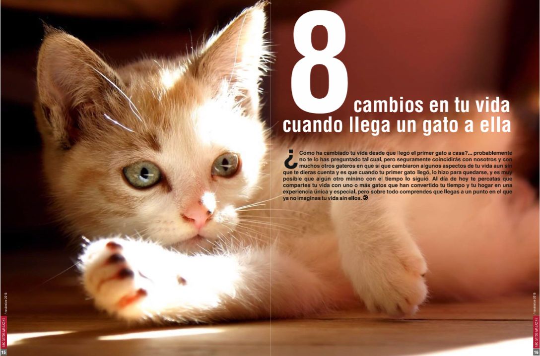 cambios en la vida cuando llega un gato