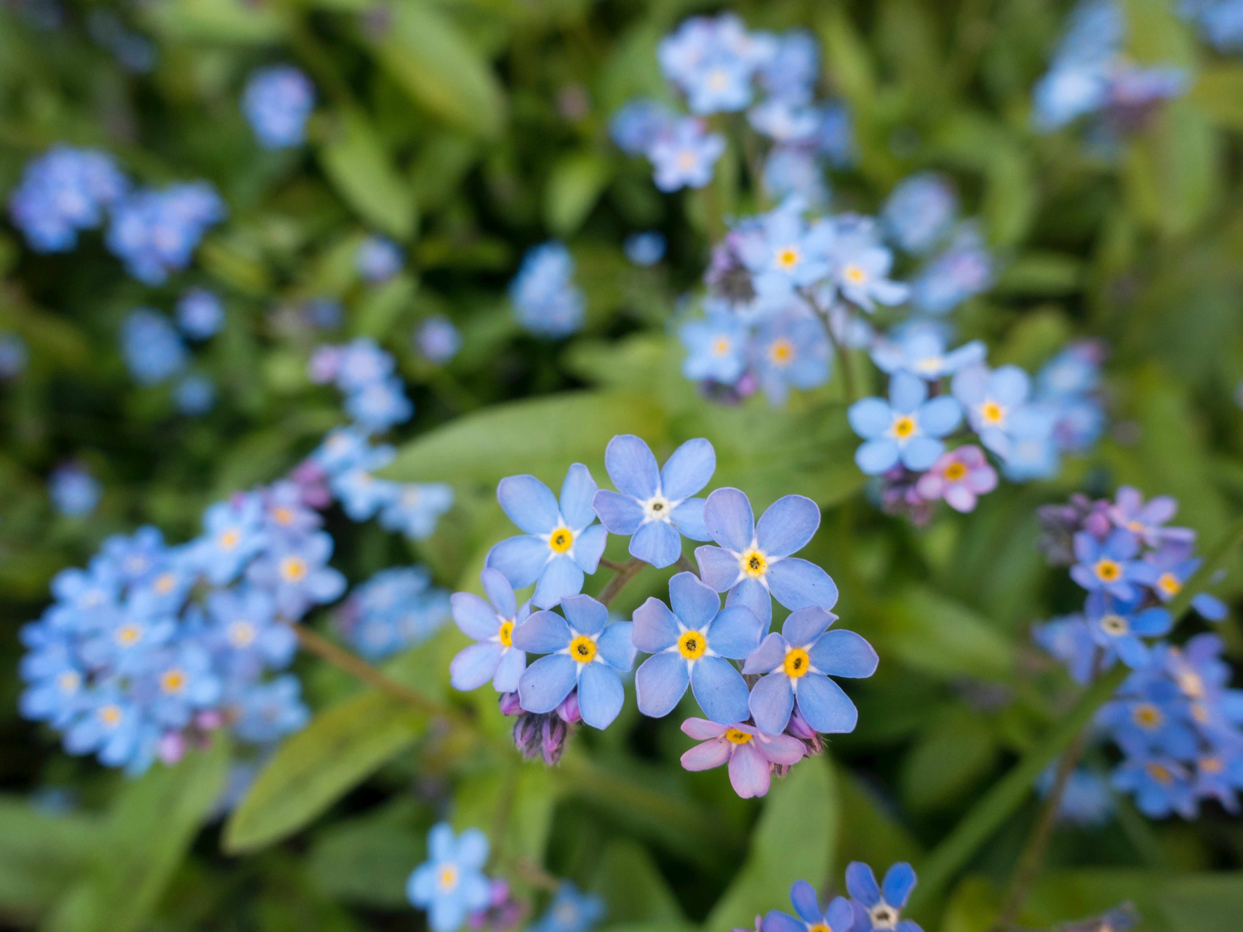 Forget-me-nots