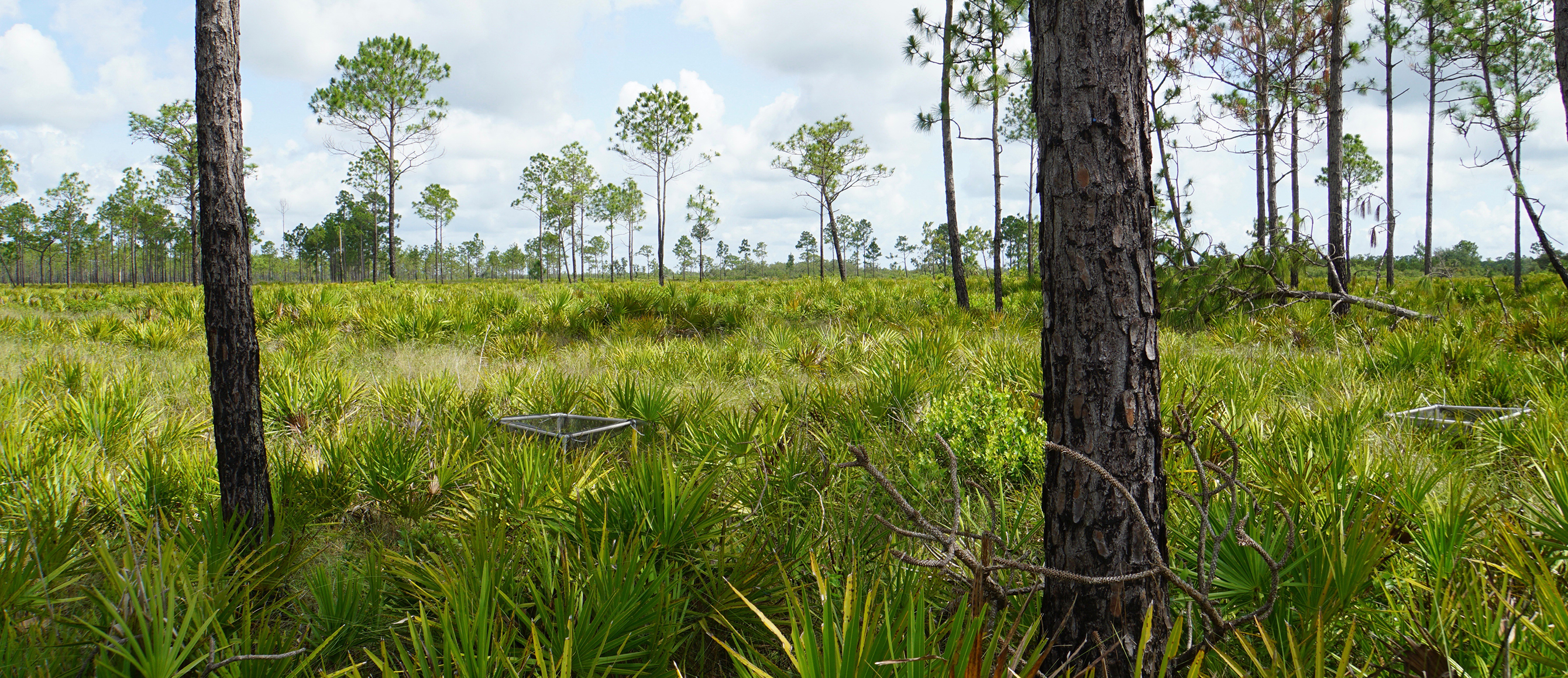 Pine savanna with seed traps at plot 10