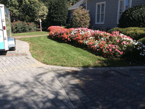 Flowers 20 weeks after installation by Canopy Lawn Care