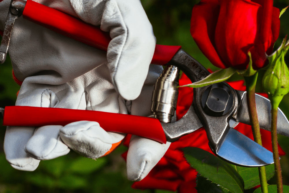 How Do You Prune Knock Out Roses? Canopy Lawn Care