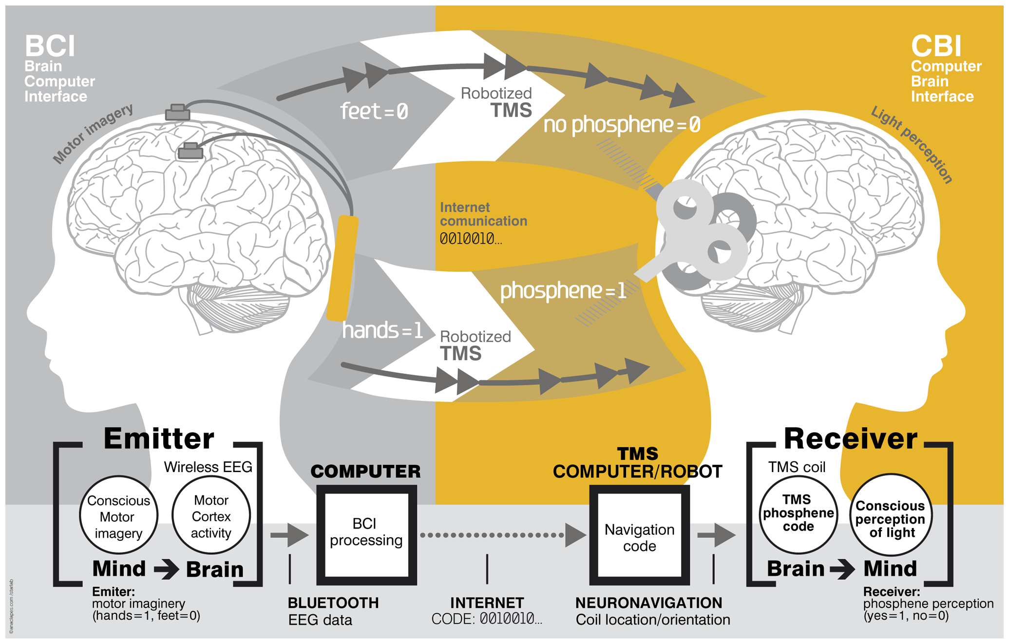 diagram of how telepathy works with EEG & TMS