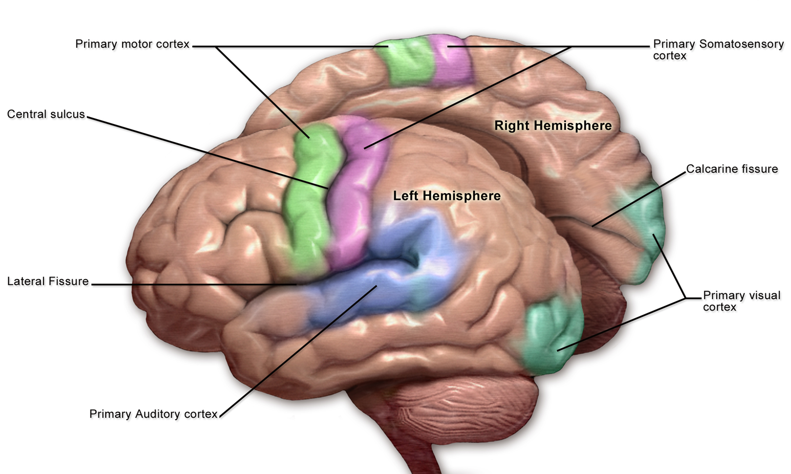 Diagram of the brain featuring the cortexes related to the different senses