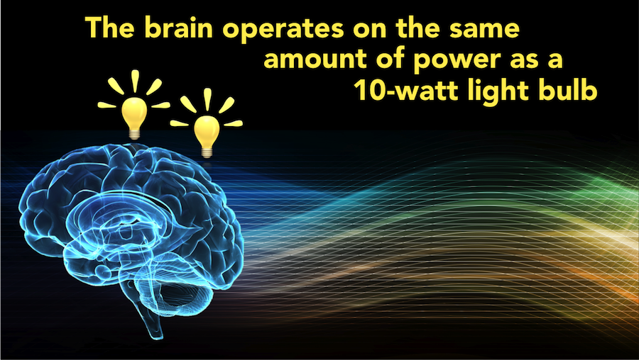 Graphic from Scientific Animation states that the brain operates on the same amount of power as a 10-watt light bulb