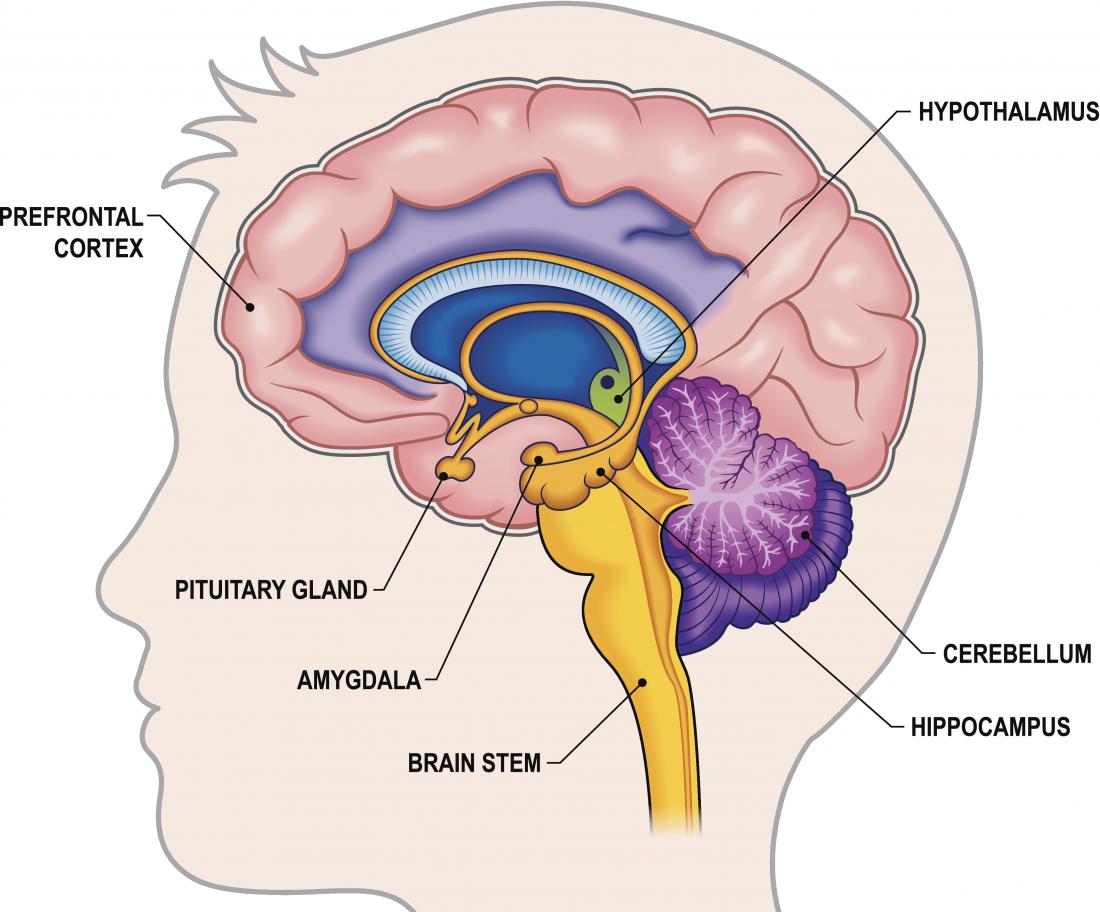 Diagram of the brain