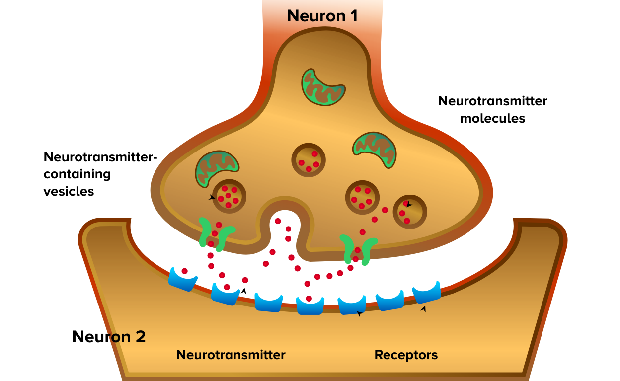 How neurotransmitters communicate with each other in the brain.